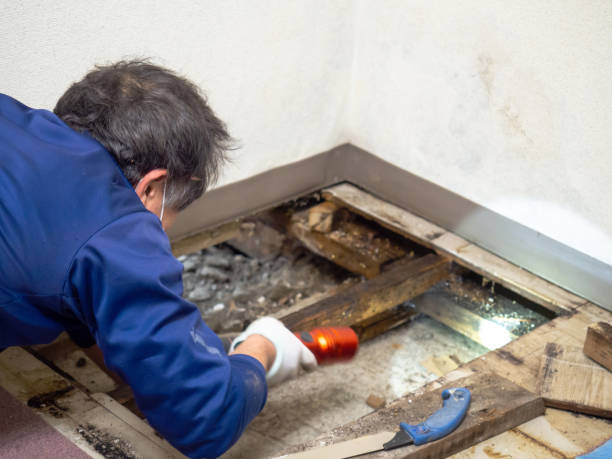 Best Mold Remediation  in Windham, OH