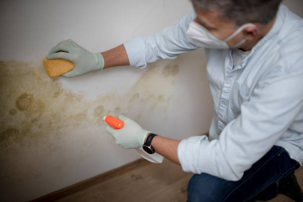 Best Toxic Mold Removal  in Windham, OH