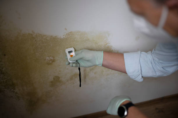Mold Removal Process in Windham, OH