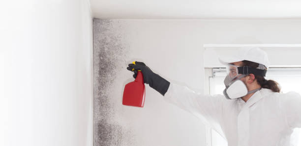 Best Residential Mold Removal  in Windham, OH