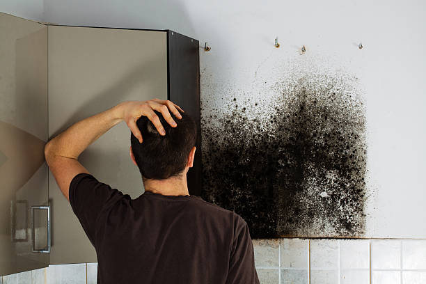 Best Affordable Mold Removal  in Windham, OH