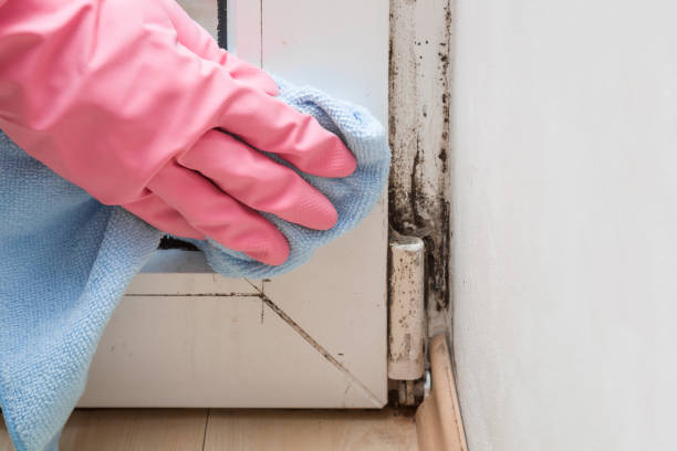 Best Mold Removal Process  in Windham, OH