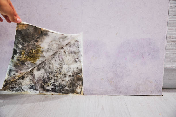 Best Mold Removal Near Me  in Windham, OH
